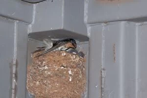 Welcome Swallow - at its nest with young - in the