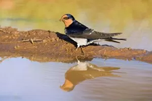 Welcome Swallow - side view of an adult gathering clay at a rainpuddle in early morning light