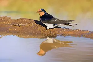 Clay Prints: Welcome Swallow - side view of an adult gathering clay at a rainpuddle in early morning light
