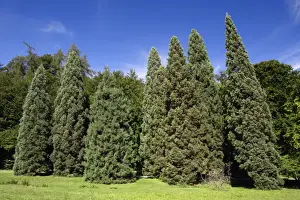 Sequoia Prints: Wellingtonia or Giant Sequoia - row of mature trees in park, Hessen, Germany