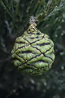 Cones Prints: Wellingtonia or Giant Sequoia - unripened fruit or cone, Hessen, Germany