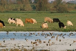 Images Dated 21st March 2007: Welney Flood - with cattle & wildfowl Ouse Washes nature reserve, UK