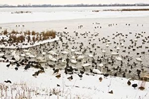 Images Dated 10th February 2012: Welney nature reserve - wildfowl gathering for feeding time