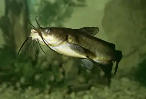 Freshwater Prints: Wels Catfish PM 9350 European freshwater Silurus glanis © Pat Morris / ARDEA LONDON