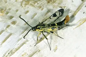 Clearwing Prints: Welsh Clearwing - resting on birch stem, Lower Saxony, Germany