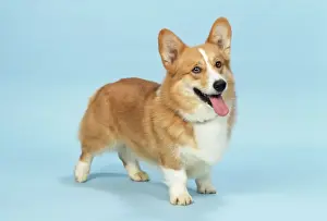 Welsh Corgi Dog - (Pembroke)