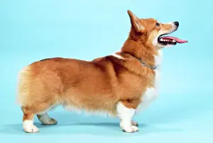Welsh Corgi Dog - Pembroke