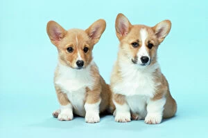 Puppies Collection: Welsh Corgi Dog - (Pembroke) puppies