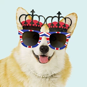 Flag Gallery: Welsh corgi Dog wearing crown glasses and pearls