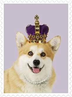 Images Dated 14th October 2009: Welsh corgi Dog - wearing crown and pearls - on a stamp background Digital Manipulation