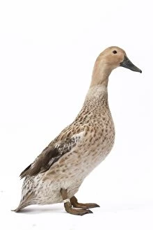 Welsh Harlequin Duck