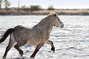 Welsh Mountain Pony - Trotting in Snow