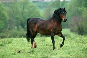 Images Dated 9th August 2007: Welsh Moutain Pony - type A Stallion