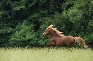 Images Dated 9th August 2007: Welsh Moutain Pony - type A Stallion