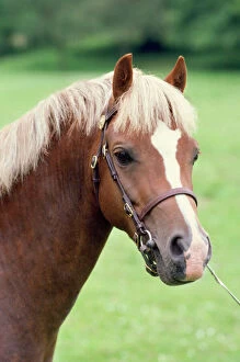 Images Dated 8th August 2007: Welsh Pony