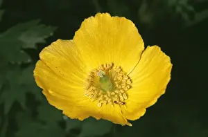 Welsh Poppy JLM 2188 Meconopsis © J. L. Mason / ARDEA LONDON