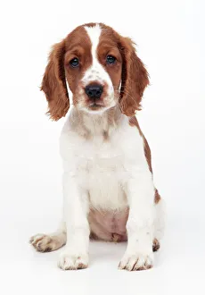 Welsh Springer Spaniel Dog