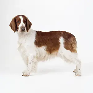 Welsh Springer Spaniel Dog