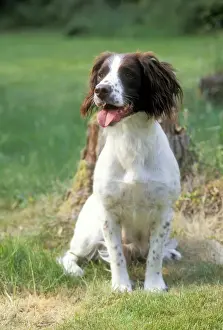 Welsh Springer Spaniel Dog