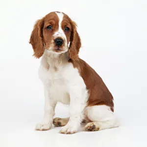Welsh Springer Spaniel Dog - puppy