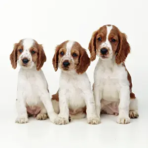 Lines Prints: Welsh Springer Spaniel Dog - x 3 puppies
