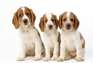 Welsh Springer Spaniel Dog - x3 puppies