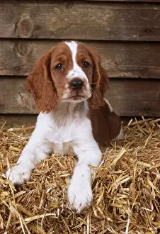 Welsh Springer Spaniel JD 11760E Lying on hay © John Daniels / ardea. com