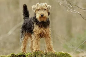 Wood Gallery: Welsh terrier