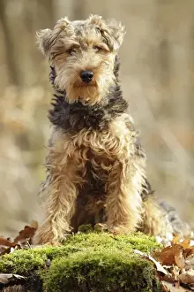 Welsh Terrier