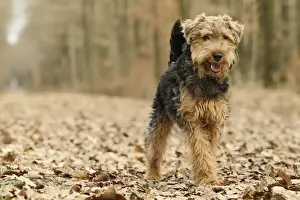 Welsh Terrier