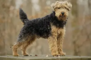 Welsh Terrier