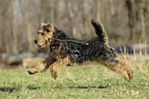 Images Dated 11th February 2011: Welsh Terrier