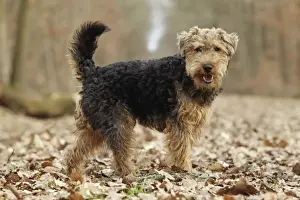 Welsh Terrier