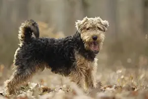 Welsh Terrier