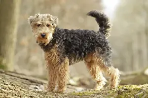 Welsh Terrier