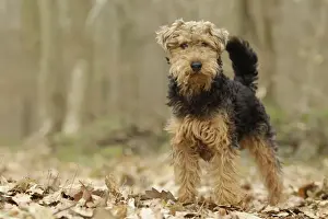 Welsh Terrier