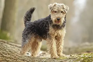 Welsh Terrier