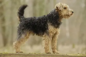 Welsh Terrier