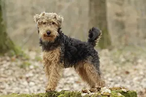 Welsh Terrier
