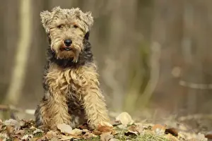 Welsh Terrier