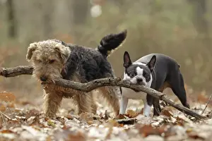 Welsh Terrier