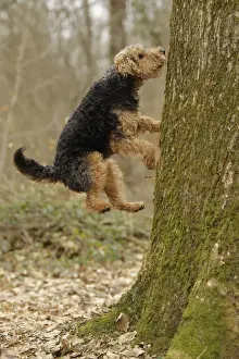 Welsh Terrier