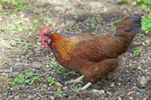 Images Dated 19th August 2011: Welsummer Domestic chicken breed Essex, UK BI021203