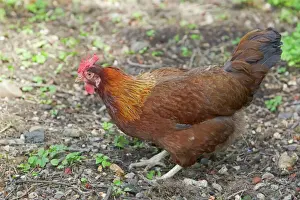Agricultural Prints: Welsummer Domestic chicken breed Essex, UK BI021203