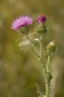Prickly Prints: Welted thistle (Carduus acanthoides). Norfolk