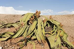 Images Dated 26th March 2008: Welwitschia