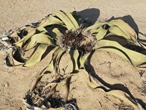 Images Dated 13th August 2009: Welwitschia
