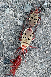 Images Dated 18th November 2009: Welwitschia Bugs