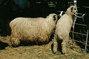 Images Dated 17th March 2009: Wensleydale Sheep SGI 2819 & Lamb © ARDEA LONDON