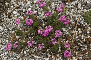 Images Dated 22nd March 2006: Wesley Rose A burnt candytuft, garden form